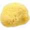 Honeycomb Sea Sponge
